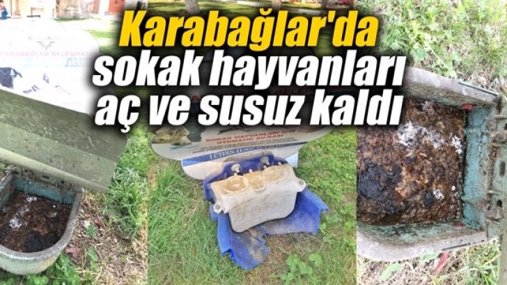 Karabağlar’da sokak hayvanları aç ve susuz kaldı