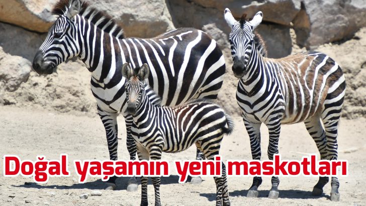 Çilli ve zilli