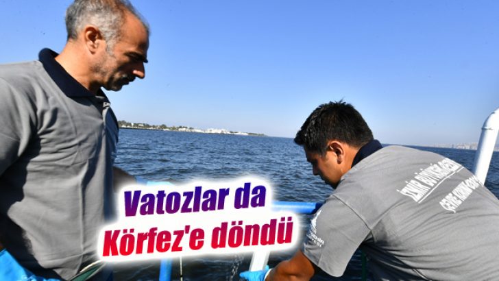 Vatozlar da Körfez’e döndü