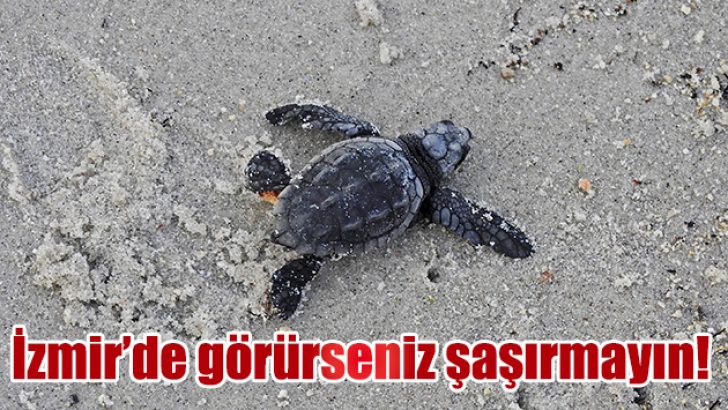Çeşme’de caretta caretta