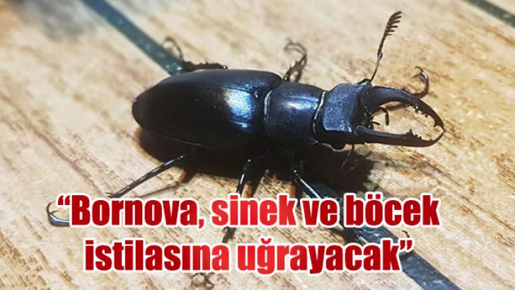 “Bornova, sinek ve böcek istilasına uğrayacak”